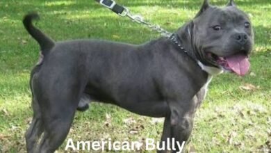 American Bully