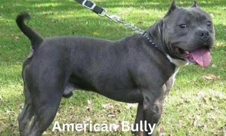 American Bully