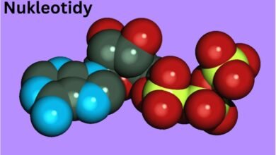Nukleotidy