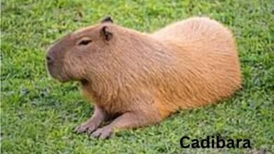 Cadibara