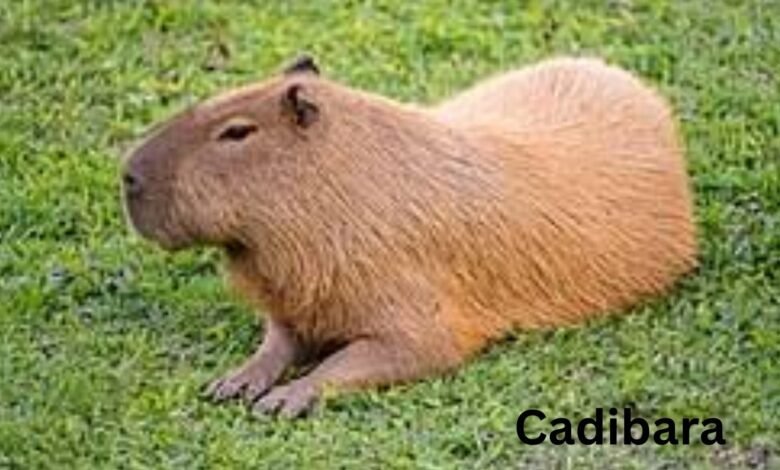 Cadibara