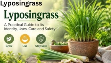 Lyposingrass