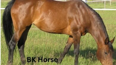 BK Horse