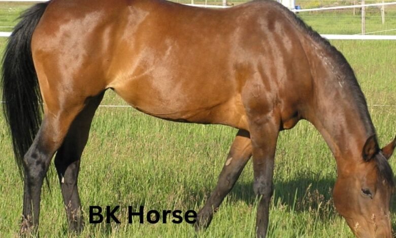 BK Horse